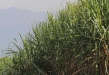 Diecinueve ingenios azucareros ya están moliendo en el país